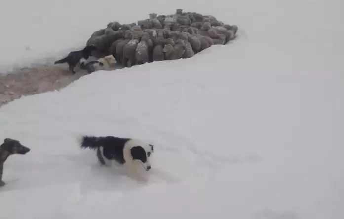 El caso de las ovejas es distinto, pueden soportar varios días sin comer aunque no pueden dejar de tomar agua.