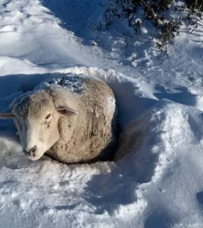 Ovejas en peligro: un productor toma una drástica decisión para salvarlas del crudo invierno