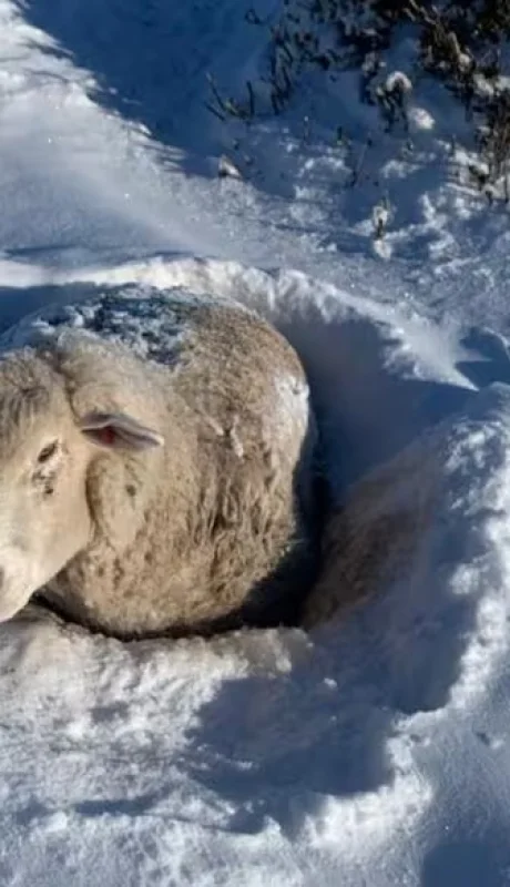 Ovejas en peligro: productor toma drástica decisión para salvarlas del crudo invierno