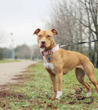 Un pitbull le arrebató la vida a su dueño en un brutal ataque en Jujuy