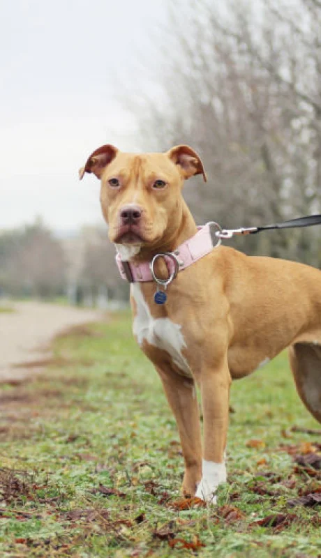 Un pitbull le arrebató la vida a su dueño en un brutal ataque en Jujuy