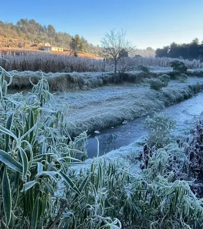 Helada negra: la amenaza oculta tras la ola polar que azota al país