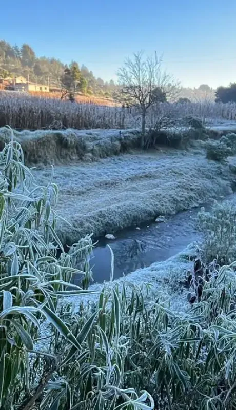 Helada negra: la amenaza oculta tras la ola polar que azota al país