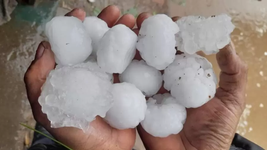 El granizo provoca enormes pérdidas en los oasis productivos.