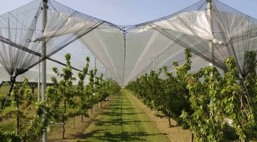 Las mallas antigranizo se utilizan desde hace varios años en Mendoza.