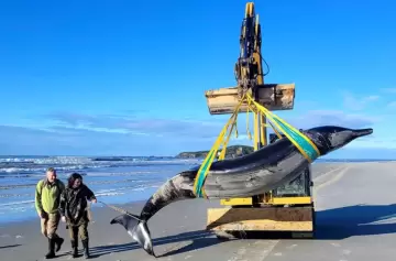 Encontraron una especie rara de ballena en las costas de Nueva Zelanda