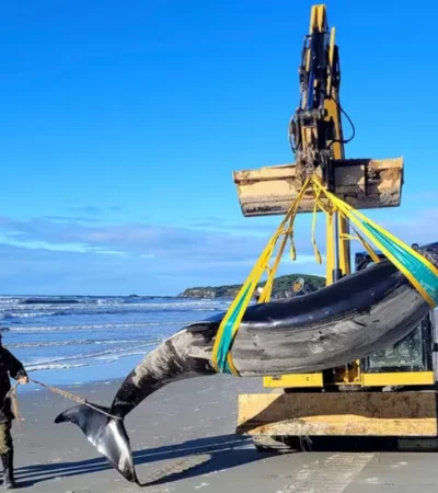 Nueva Zelanda es un punto caliente para los varamientos de ballenas.