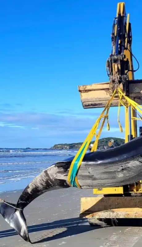 Nueva Zelanda es un punto caliente para los varamientos de ballenas.