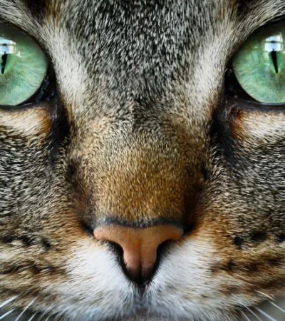 ¿Qué pueden ver los gatos que escapa a nuestra vista?