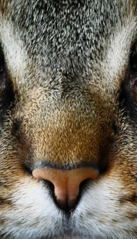 ¿Qué pueden ver los gatos que escapa a nuestra vista?