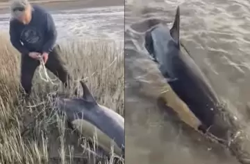 Argentina: se convirtieron en héroes al salvar a delfines en riesgo de muerte