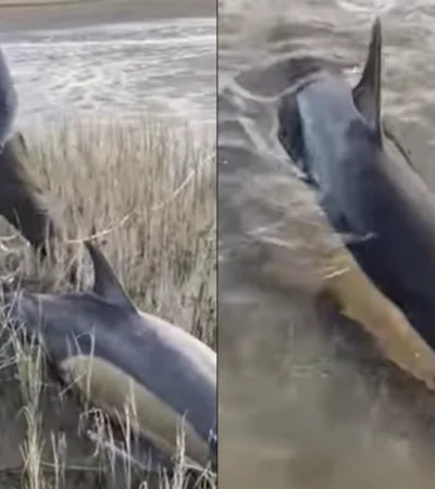 Ambos cetáceos pudieron regresar a su hábitat natural, evitando un desenlace fatal.