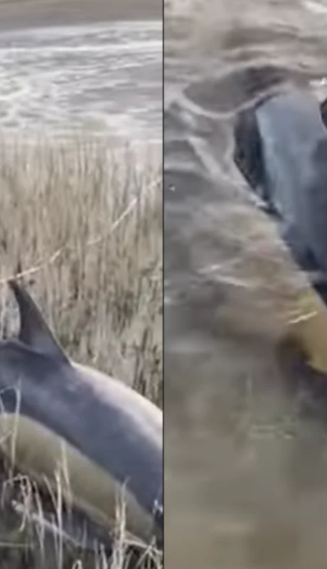 Ambos cetáceos pudieron regresar a su hábitat natural, evitando un desenlace fatal.