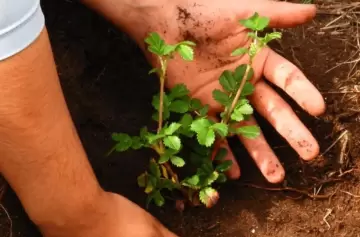 Restauración ecológica: internos de cárceles producen miles de árboles nativos