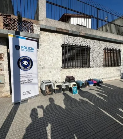 Monte Castro: 12 gatos al borde de la muerte fueron rescatados de una vivienda