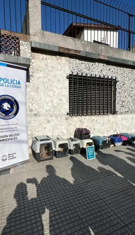Monte Castro: 12 gatos al borde de la muerte fueron rescatados de una vivienda