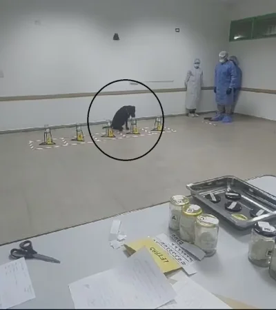 El momento en que Nina, la perra adiestrada, olía rastros de Loan en el auto de los detenidos