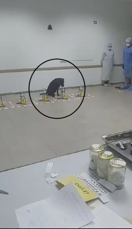 El momento en que Nina, la perra adiestrada, olía rastros de Loan en el auto de los detenidos