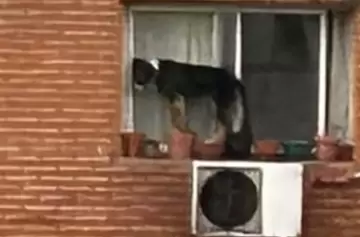 CABA: rescataron a un perro que estaba por caer al vacío desde un sexto piso