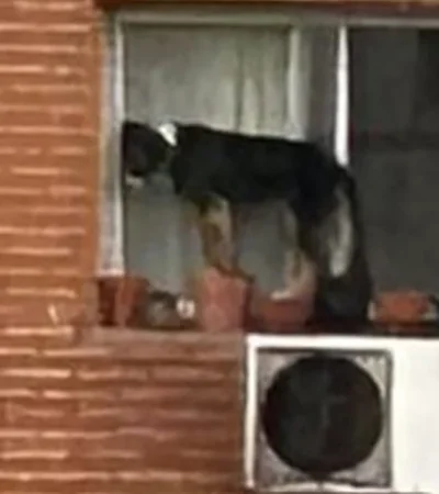 Rescate de un perrito en Belgrano (CABA)