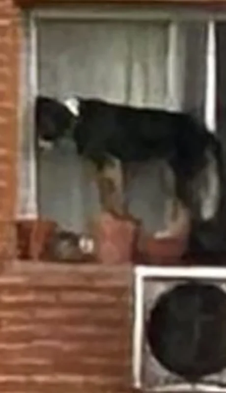 Rescate de un perrito en Belgrano (CABA)