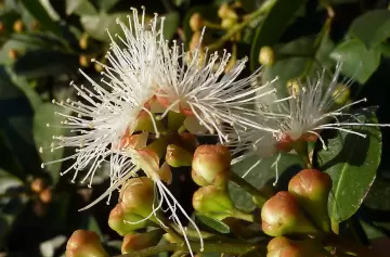 Descubrí la planta milagrosa que purifica tu hogar y atrae la abundancia