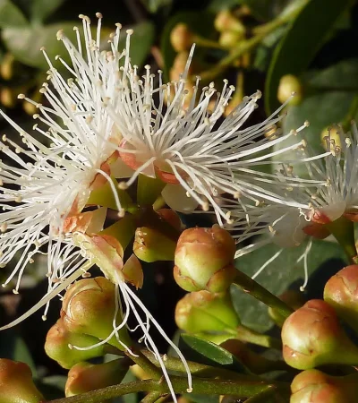 Descubrí la planta milagrosa que purifica tu hogar y atrae la abundancia