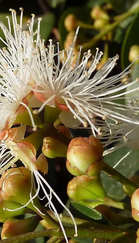 Descubrí la planta milagrosa que purifica tu hogar y atrae la abundancia