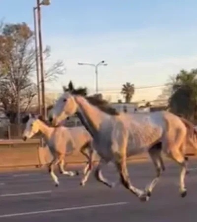 La increíble historia detrás de la estampida que paralizó la Panamericana