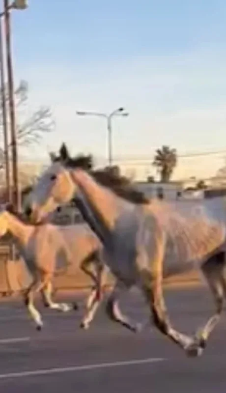 La increíble historia detrás de la estampida que paralizó la Panamericana