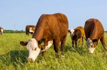 Mendoza invierte millones para impulsar la ganadería: ¿quién se beneficiará?