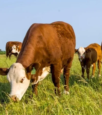 El Gobierno pretende impulsar la ganadería con esta inversión.