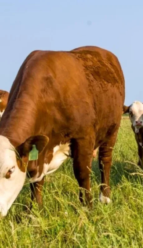 El Gobierno pretende impulsar la ganadería con esta inversión.