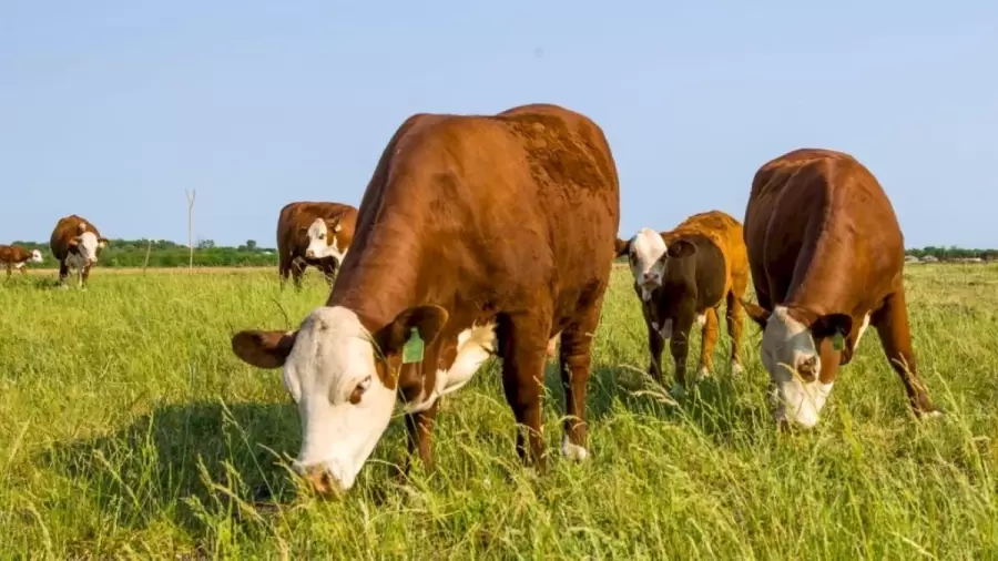 Ganadería como actividad primaria