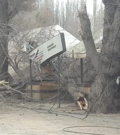 Árbol gigante cayó sobre un restaurante y dejó a una turista herida en Uspallata