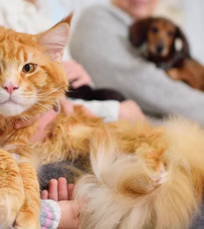 'Michis': el tierno apodo de los gatos y su fascinante origen