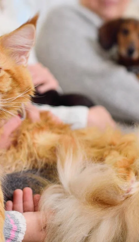 'Michis': el tierno apodo de los gatos y su fascinante origen