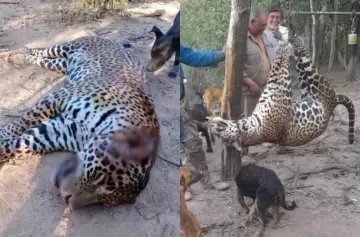 Cazadores furtivos aniquilan a uno de los 5 yaguaretés que sobreviven en Formosa