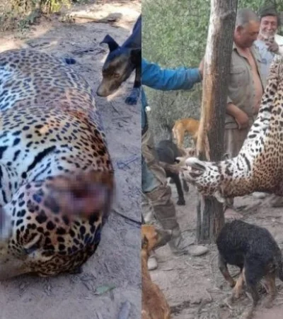 Los cazadores exhiben al animal como trofeo, generando el repudio de la sociedad.