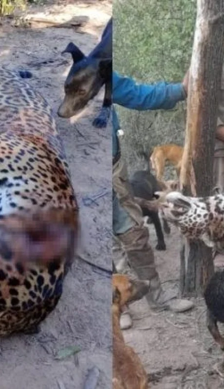 Los cazadores exhiben al animal como trofeo, generando el repudio de la sociedad.