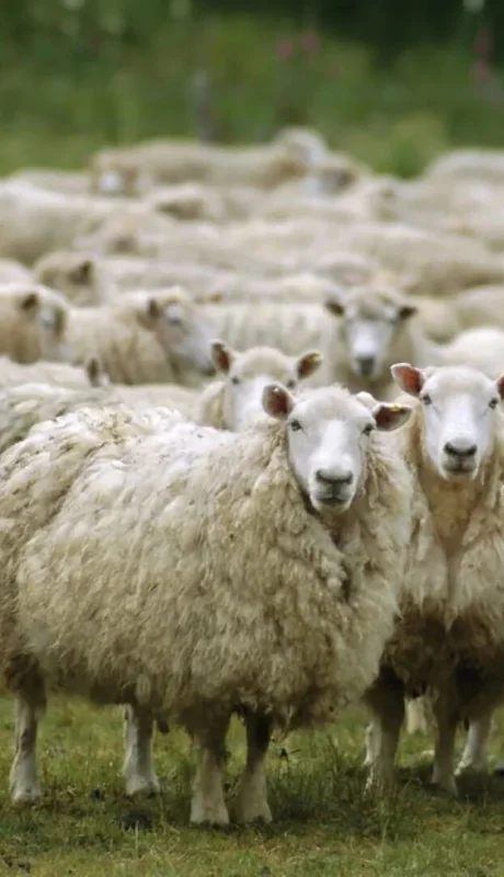 Ganado ovino