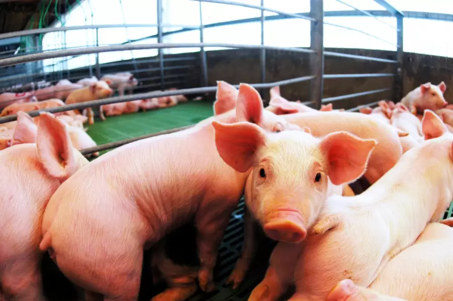 Producción porcina