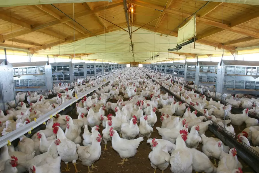Producción avícola