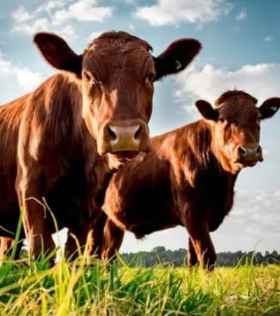 Producción ganadera