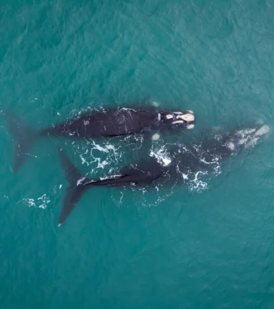 Avistamiento de ballenas en Mar del Plata.