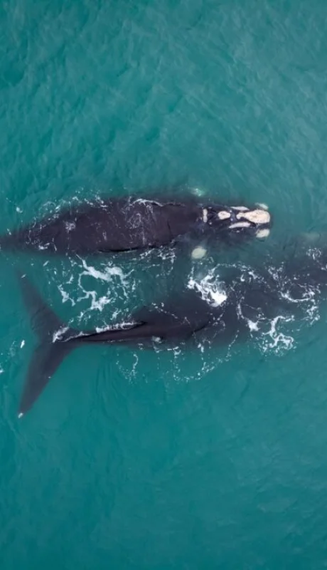 Avistamiento de ballenas en Mar del Plata.
