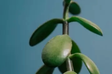 Por estas razones el Árbol de Jade traerá riqueza a tu hogar