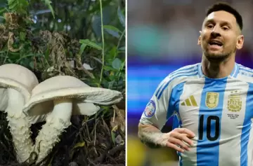 Insólito: descubren un nuevo hongo y lo bautizan "Messi"