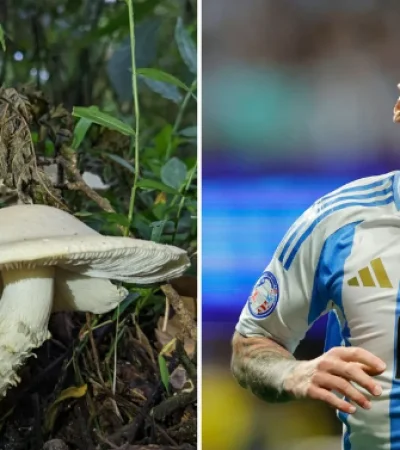 Insólito: descubren un nuevo hongo y lo bautizan "Messi"