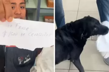 Otto, el labrador que hace los mandados y conquista corazones
